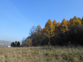 Fototapeta premium autumn landscape with trees and blue sky
