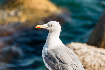 Albatross portrait
