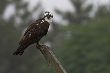 A a fierce looking Osprey perched on a dreary morning.