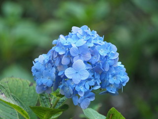 アジサイ