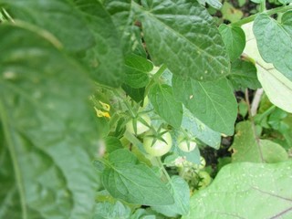 green tomato in the garden