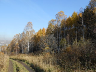 Fototapeta premium autumn in the forest