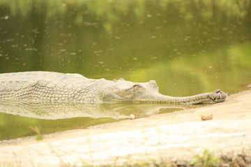Gharial in water