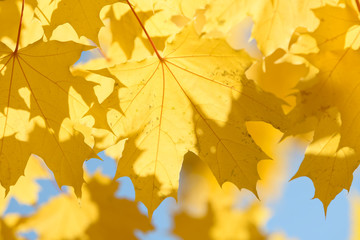 Beautiful colorful leaves in autumn forest. Red, orange, yellow, green and brown autumn leaves. Maple foliage. Seasonal background.