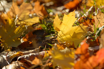 Carpet of fallen autumn leaves on grass. Beautiful colorful leaves in autumn forest. Red, orange, yellow, green and brown autumn leaves. Maple and oak dry foliage.