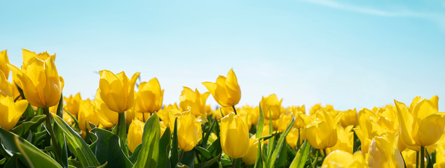 yellow tulips on field 