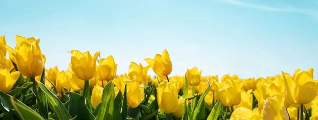 Zelfklevend Fotobehang gele tulpen op veld © mehmetkocaman