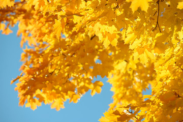 Beautiful colorful leaves in autumn forest. Red, orange, yellow, green and brown autumn leaves. Maple foliage. Seasonal background.