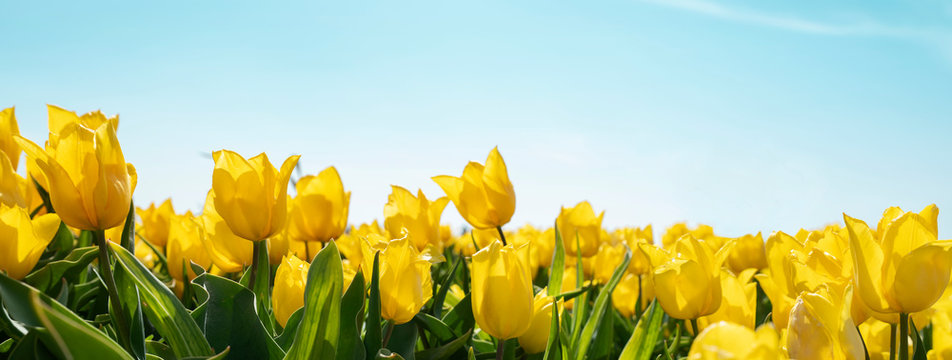 Yellow Tulips On Field 