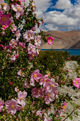 pangong lac 41