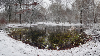 Beautiful snow lake with green water plant in a park on winter