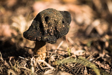 Closeup of an old mushroom with papillary dark hat in sunlight. 