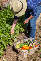 Au potager - récolte de légumes