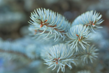 Naklejka na ściany i meble Branches of blue fir tree