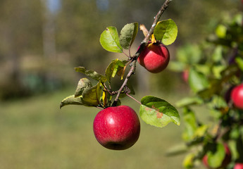 Autumn apples on a branch.