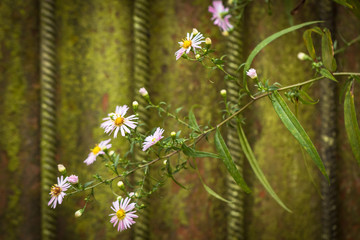 Fototapeta na wymiar Wild flowers in front of the old green gate.