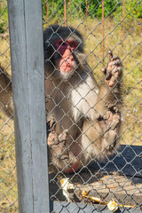 Adult Japanese macaque in the zoo in a cage.