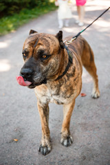 Beautiful adult dog. Tigers Staffordshire Terrier. Big fighting dog for home guard, quarterback, friend. Noisy photography, film grain processing