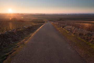 Fototapeta premium Un paysage de vignoble en hiver. Une route dans le vignoble de Bourgogne en hiver. Le soleil levant sur les vignes. Un coucher de soleil sur des vignes. Un lever de soleil sur des vignes. Une route