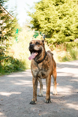 Beautiful adult dog. Tigers Staffordshire Terrier. Big fighting dog for home guard, quarterback, friend. Noisy photography, film grain processing