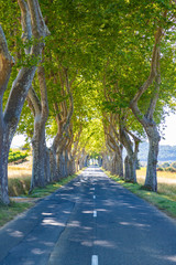 Tree-lined avenue near small town Tournissan, Occitane, France