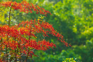 Renanthera coccinea Lour, Beautiful rare wild orchids in tropical forest of Thailand.