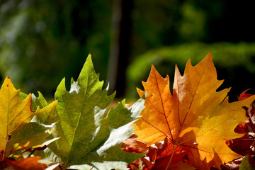 autumn leaves background