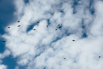 des oiseaux volant dans le ciel nuageux et bleu