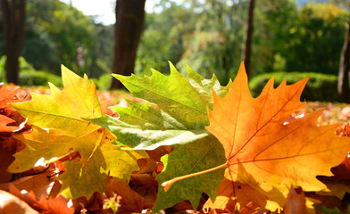 maple leaves in autumn