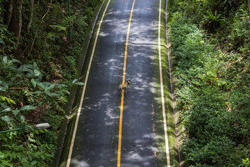 Carretera entre naturaleza con perro en medio