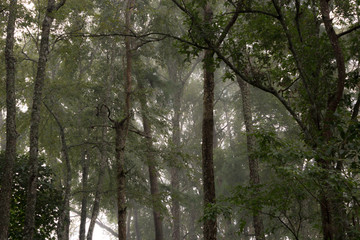 bosque con niebla