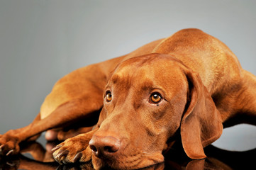 Studio shot of a lovely magyar vizsla