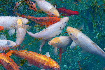 macro koi fish carps in water