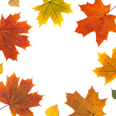 Naklejka na ściany i meble natural yellow, red flat layout. frame of autumn orange maple leaves on white background. maple leaf border. top flatlay
