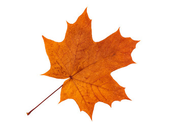 autumn maple leaf isolated on white background. Herbarium, orange, red autumn leaves. Top view. High resolution photo.