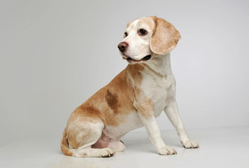 Studio shot of an adorable beagle