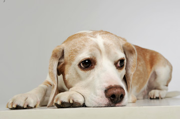 Studio shot of an adorable beagle