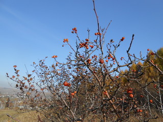 red berries on a tree