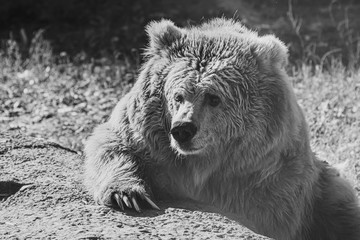 beautiful Tien Shan brown bear