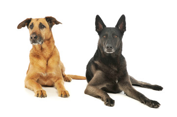 Studio shot of a a german shepherd and a mixed breed dog