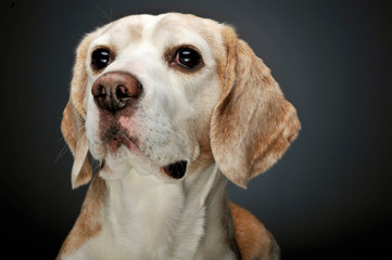 Portrait of an adorable beagle