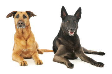 Studio shot of a a german shepherd and a mixed breed dog