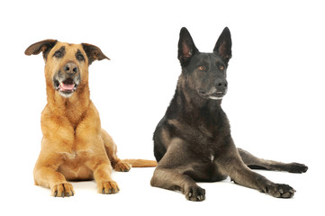 Studio shot of a a german shepherd and a mixed breed dog