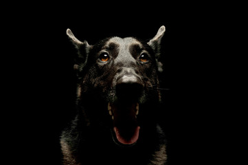 Portrait of an adorable german shepherd