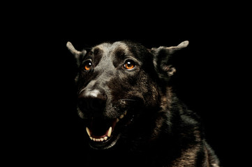 Portrait of an adorable german shepherd