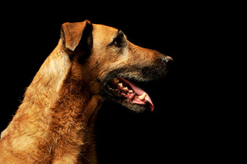 Portrait of an adorable mixed breed dog