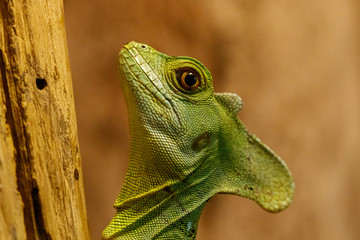 beautiful green lizard on a branch