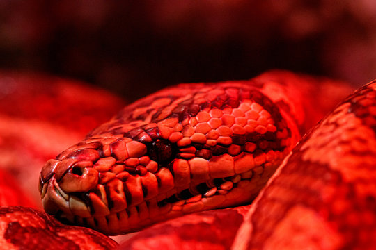 beautiful pair of kites coastal carpet python