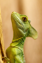 beautiful green lizard on a branch