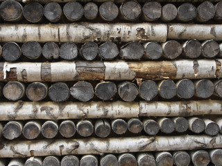 The stack of cuted birch pipes . The textured background of the legs birch wood with bark